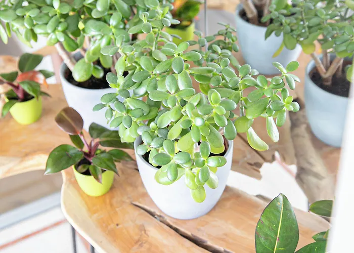 Reinisch - Near Vienna Airport 4*